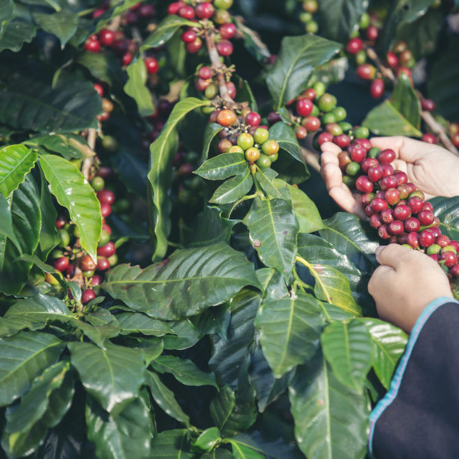 Coffee husk Coffee husk