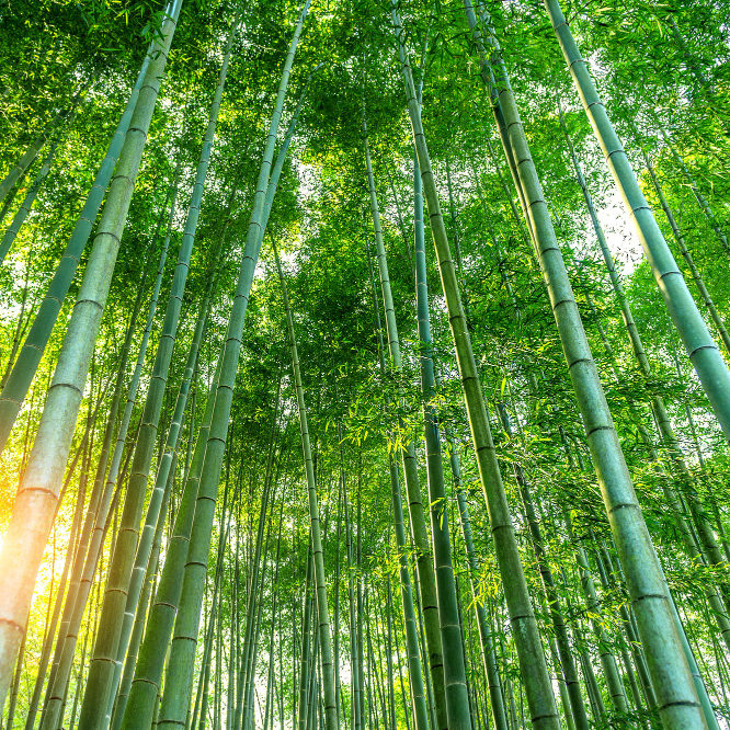 Bamboo Plastic Composite Bamboo Plastic Composite