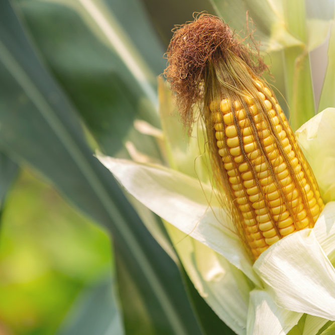 Corn PLA Corn PLA