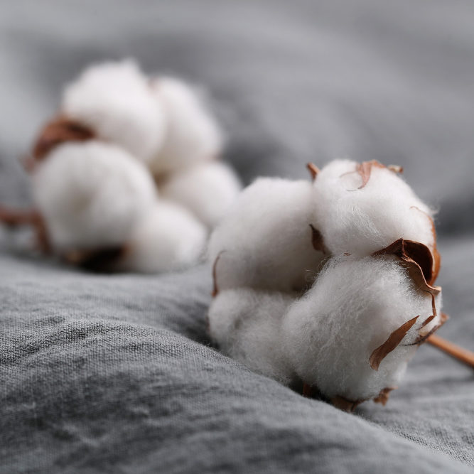 Organic cotton Organic cotton