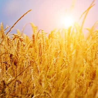 Wheat Straw Wheat Straw